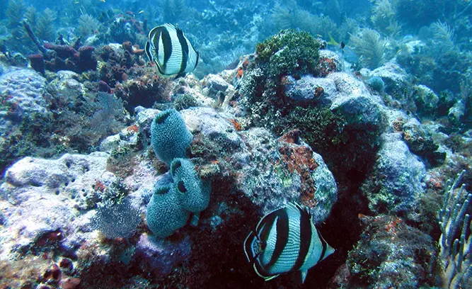 Coffins Patch (10-25 ft)