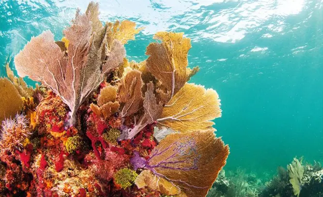 Joanie's Reef (10-25 ft)