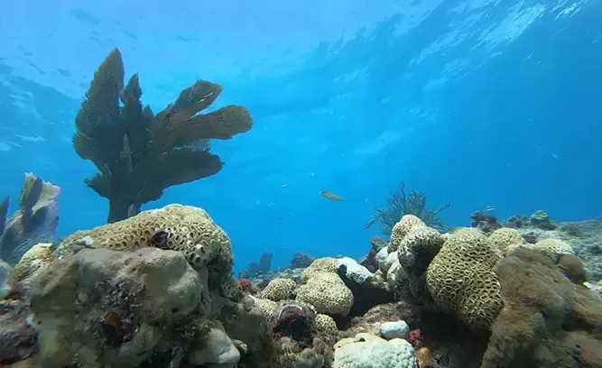 Delta Shoals (10-25 ft)